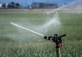 Riego de cereal para paliar la sequía.