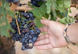 Uvas dañadas tras la granizada registrada en Murillo el pasado domingo.