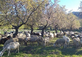 El número de ovejas ha descendido de manera notable en La Rioja.