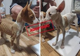 Louise y Thelma, dos cachorras podencas que buscan una segunda oportunidad.