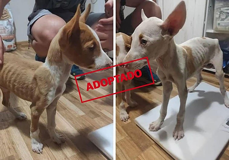 Louise y Thelma, dos cachorras podencas que buscan una segunda oportunidad.