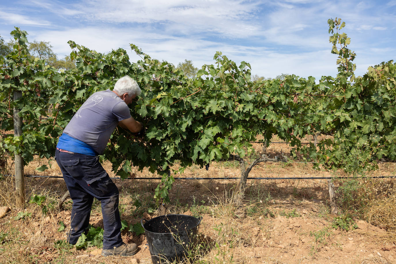 Las imágenes del inicio de la vendimia en Logroño