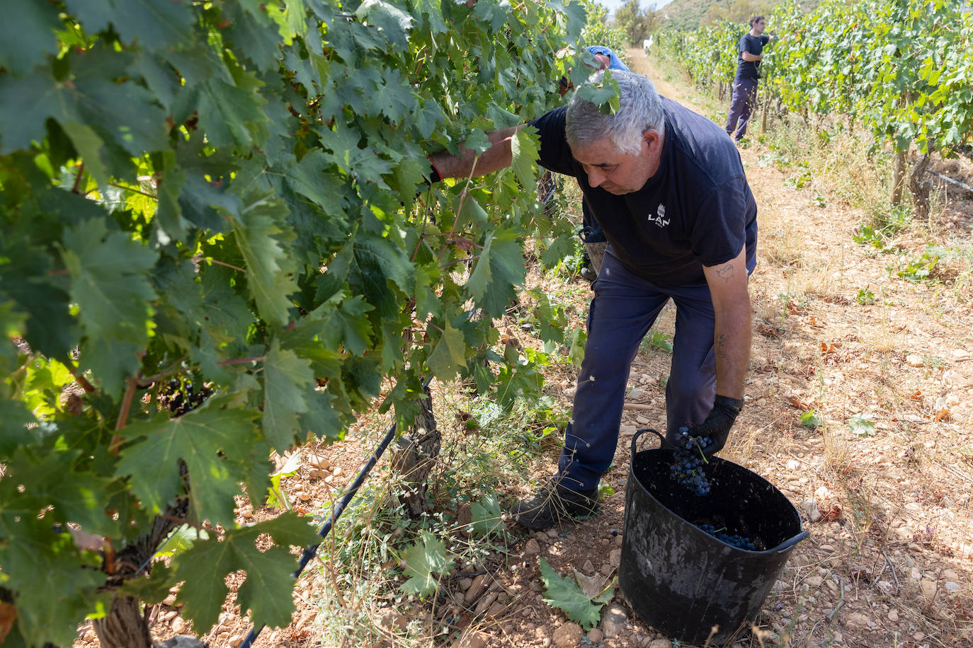 Las imágenes del inicio de la vendimia en Logroño