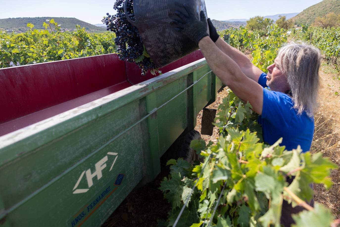 Las imágenes del inicio de la vendimia en Logroño