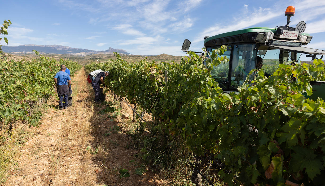 Las imágenes del inicio de la vendimia en Logroño