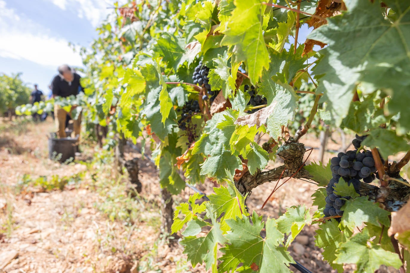 Las imágenes del inicio de la vendimia en Logroño
