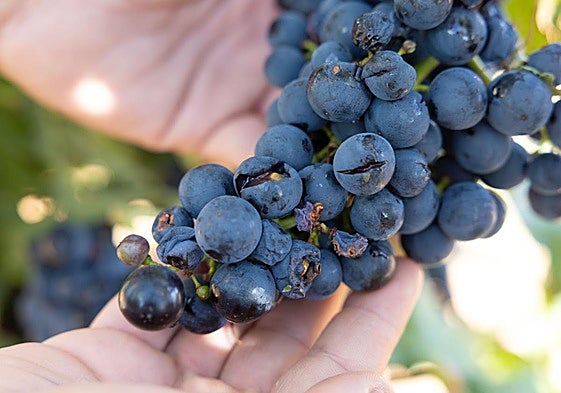 Uvas dañadas por la tormenta del pasado día 31.