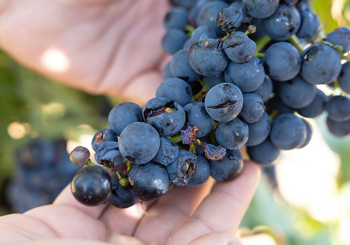 Uvas dañadas por la tormenta del pasado día 31.