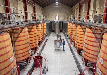 Riscal pagará 1,60 euros por kilo en las viñas anteriores a 1970 y hasta 3,4 en las 'patas negras'