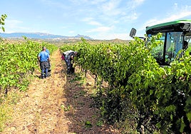 Recogida de uva, esta misma semana en las inmediaciones de Logroño.