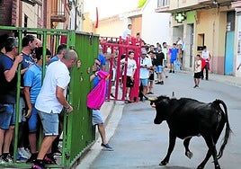 Cientos de aficionados llenaron las calles para la primera suelta de reses bravas.