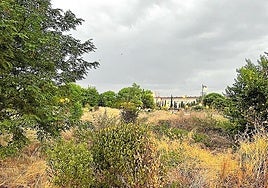 «Cualquier día sale un cocodrilo» por El Campillo, hoy en La Guindilla.