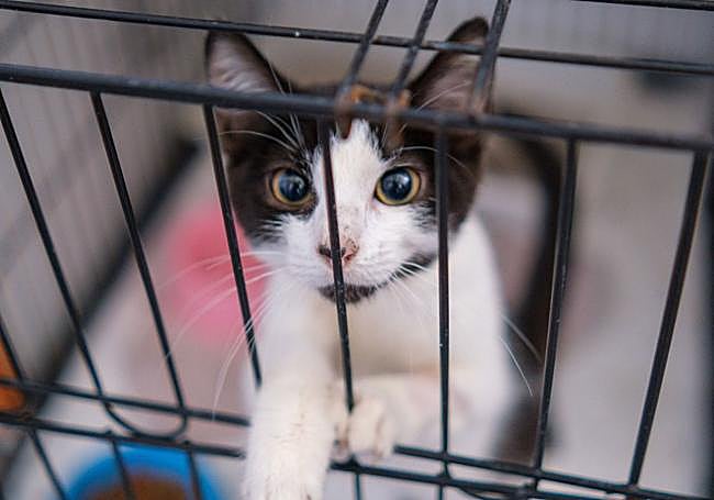 Un gato en el Centro Municipal de Acogida de Animales de Logroño.