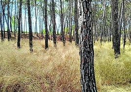 El parque de Los Enamorados sin desbrozar, hoy en La Guindilla.