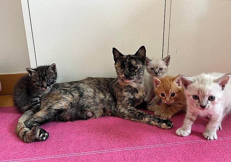 Asis, una gata muy especial y sus cuatro gatitos