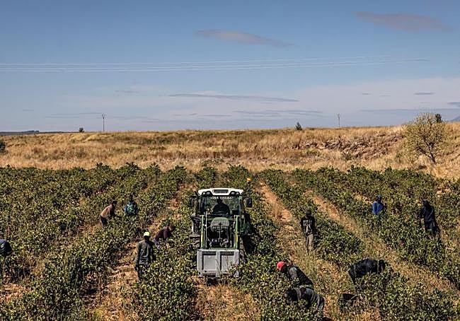 Vendimia, ayer a mediodía, en un viñedo de Viña Ijalba en Villamediana.