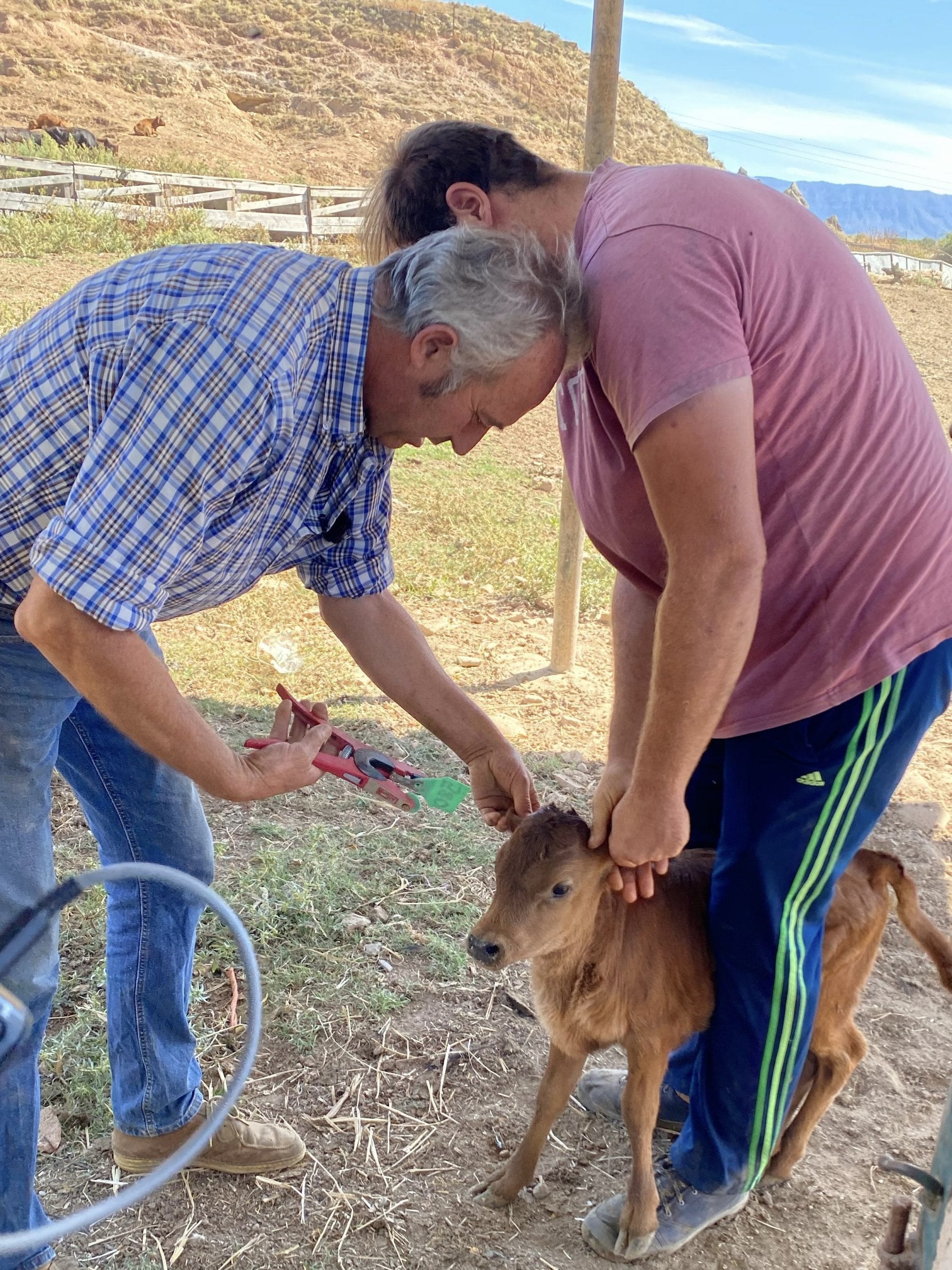 Carlos Lumbreras y su hijo Álvaro acrotalando un becerro.