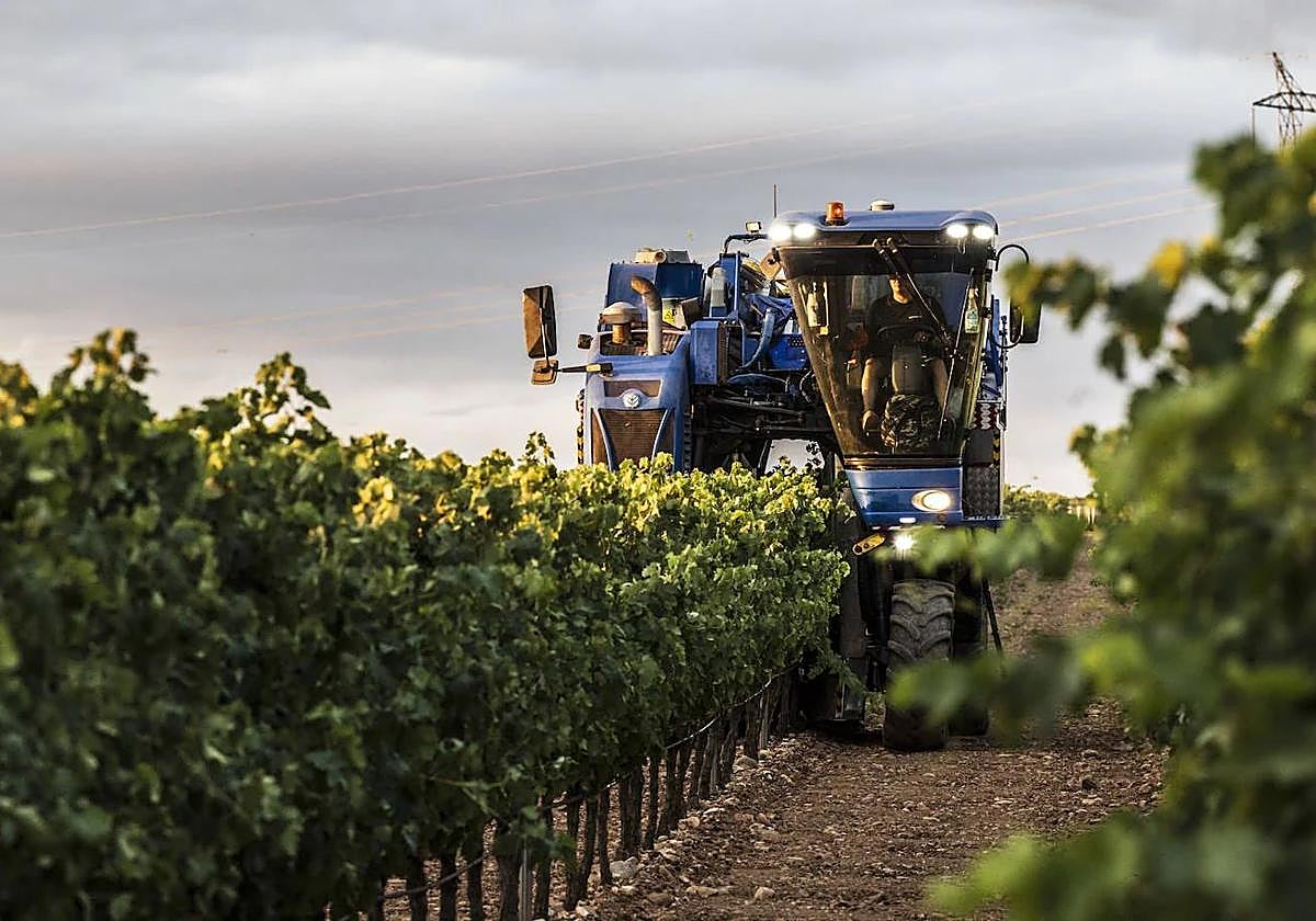 Una máquina vendimia en un viñedo riojano.