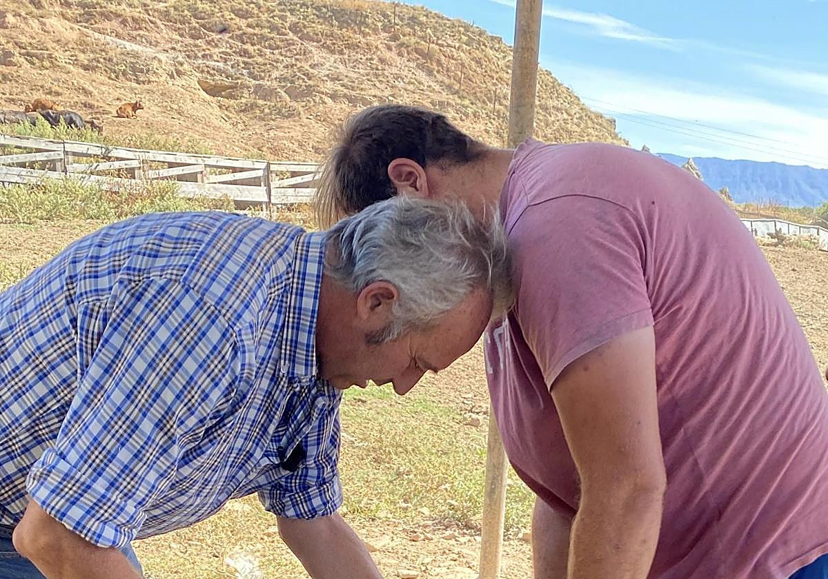 La ganadería Herederos de Policarpo Lozano sólo participará en festejos populares