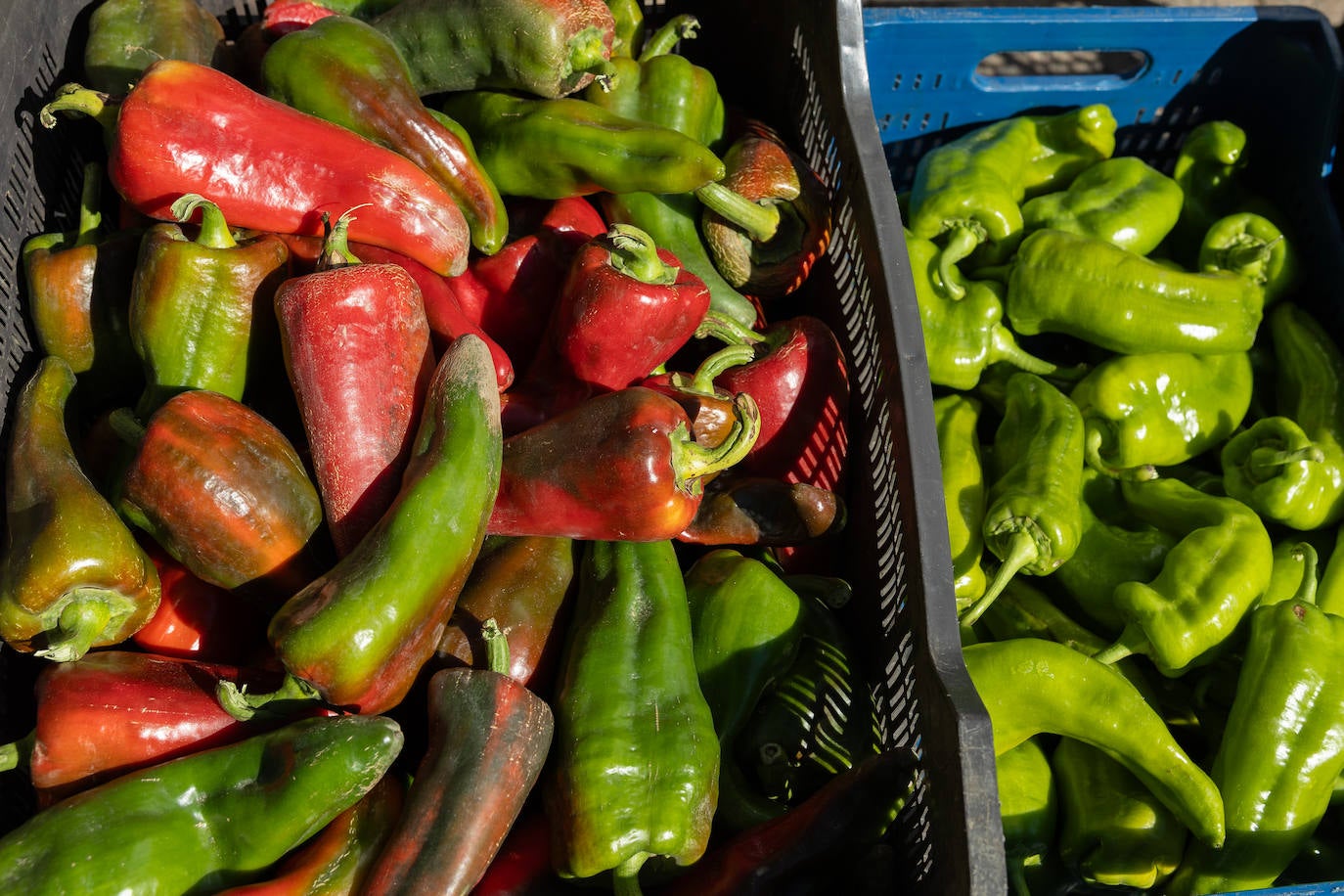 Las imágenes del Concurso Agrícola de La Rioja