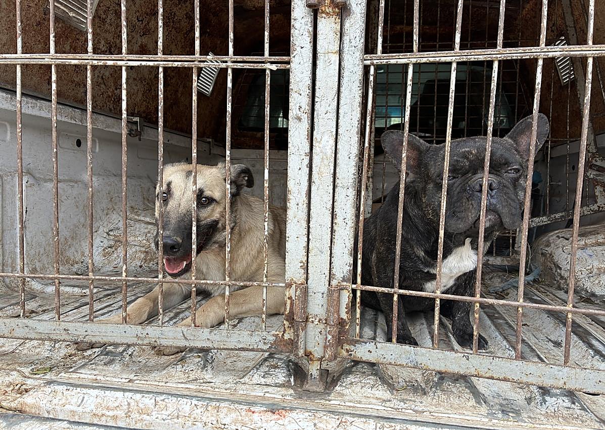 Imagen secundaria 1 - Rescatados dos perros en Morales junto al cadáver de otro