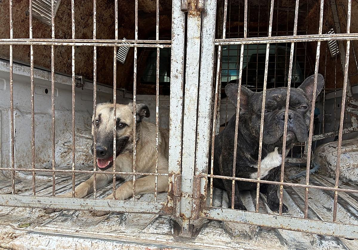 La Protectora Asya acusa negligencia institucional en el caso de abandono animal en Morales