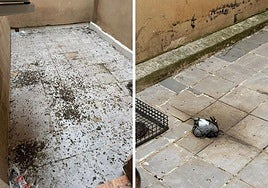 Excrementos de palomas y una paloma muerta en los patios de prisión.