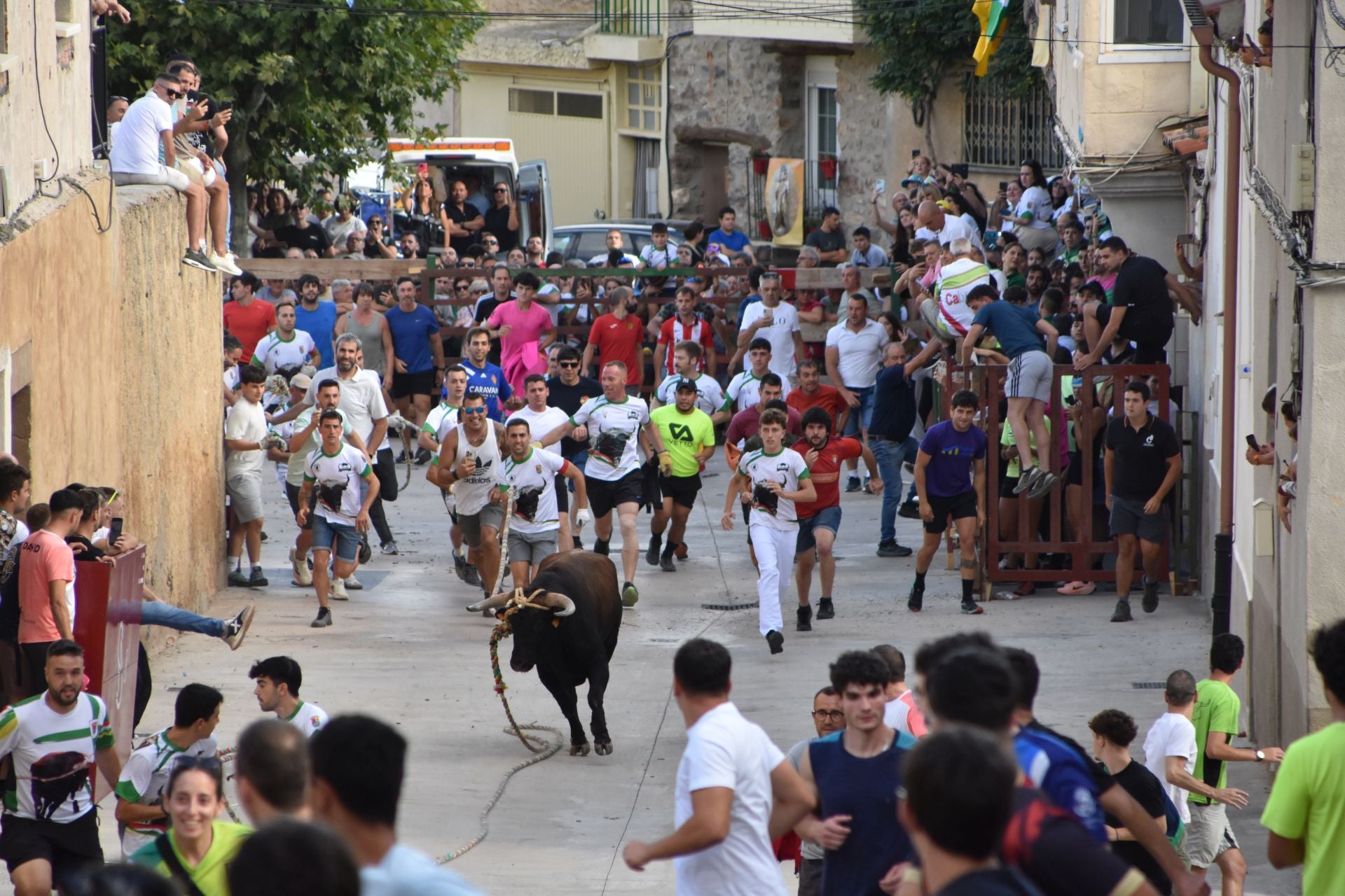 La suelta de toros ensogados, en imágenes