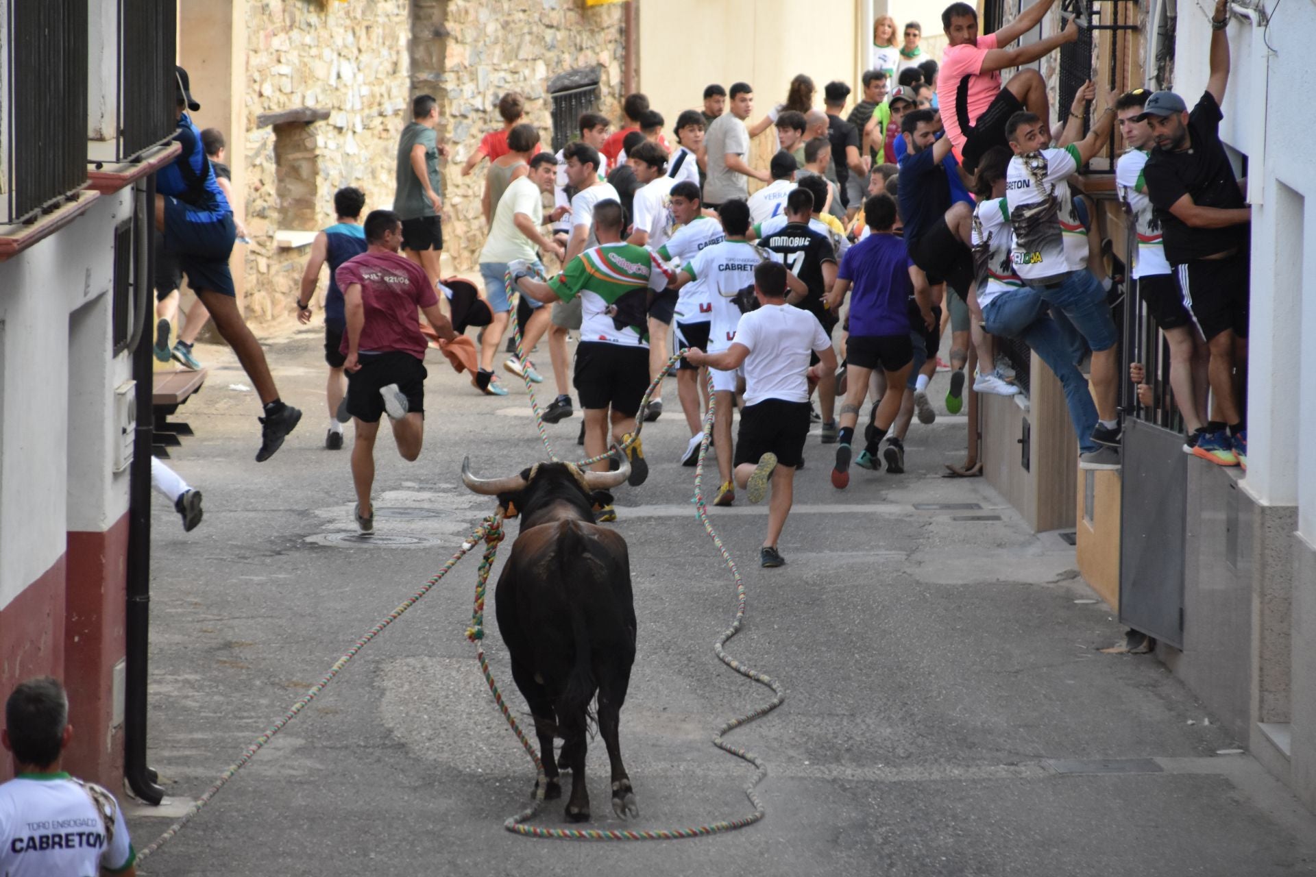 La suelta de toros ensogados, en imágenes