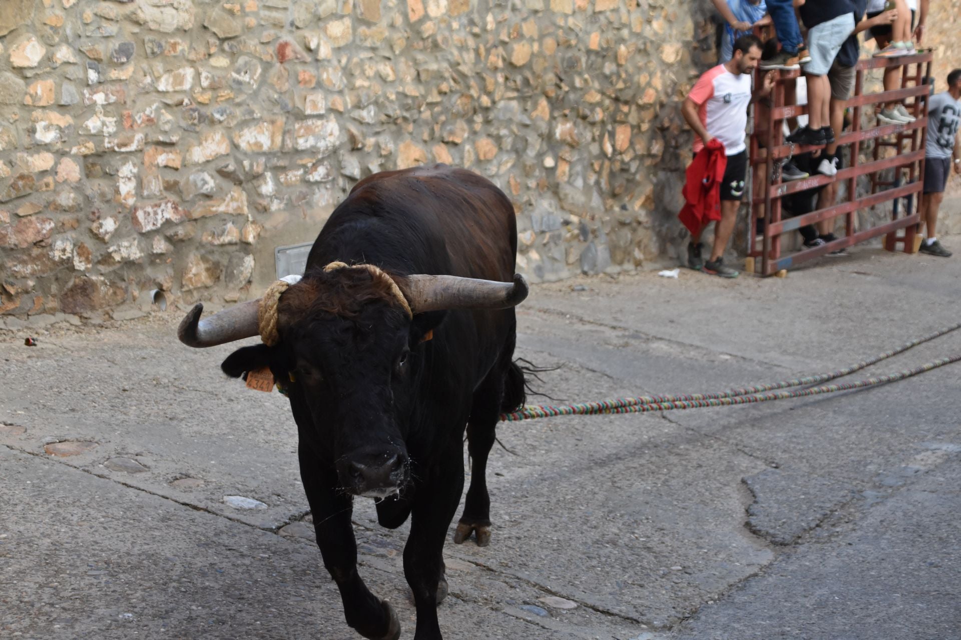 La suelta de toros ensogados, en imágenes