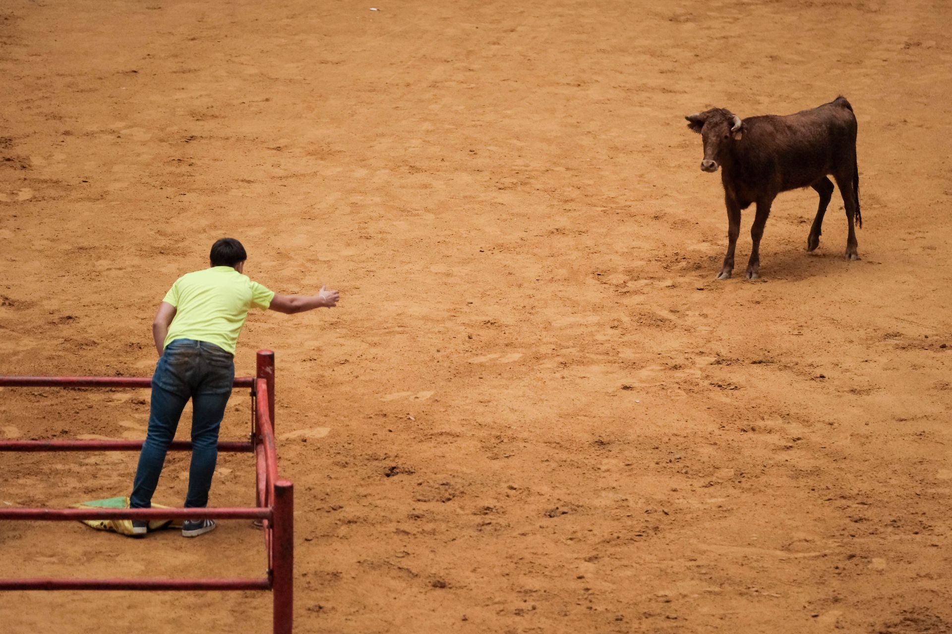 Las imágenes de las primeras vaquillas