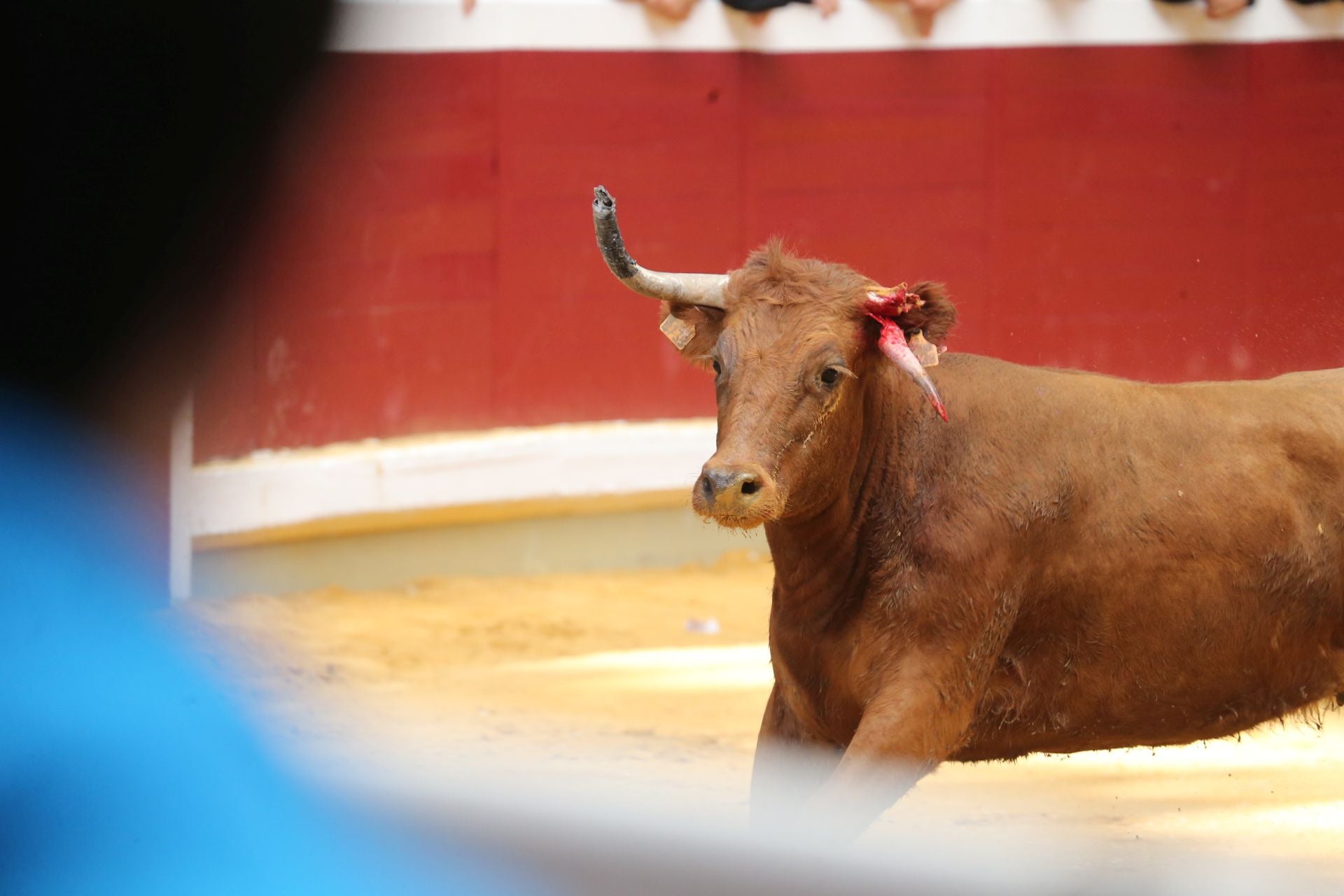 Una mañana de vaquillas en la Ribera