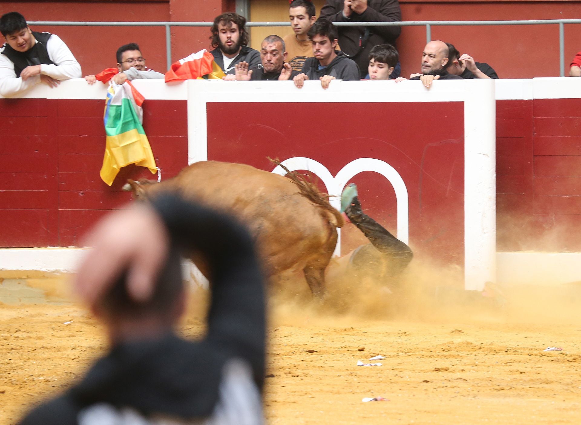 Una mañana de vaquillas en la Ribera