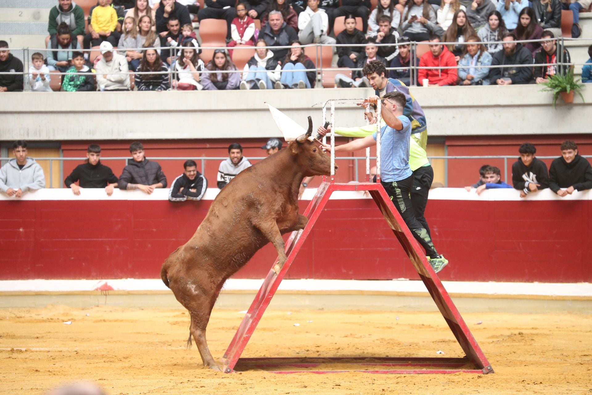 Una mañana de vaquillas en la Ribera