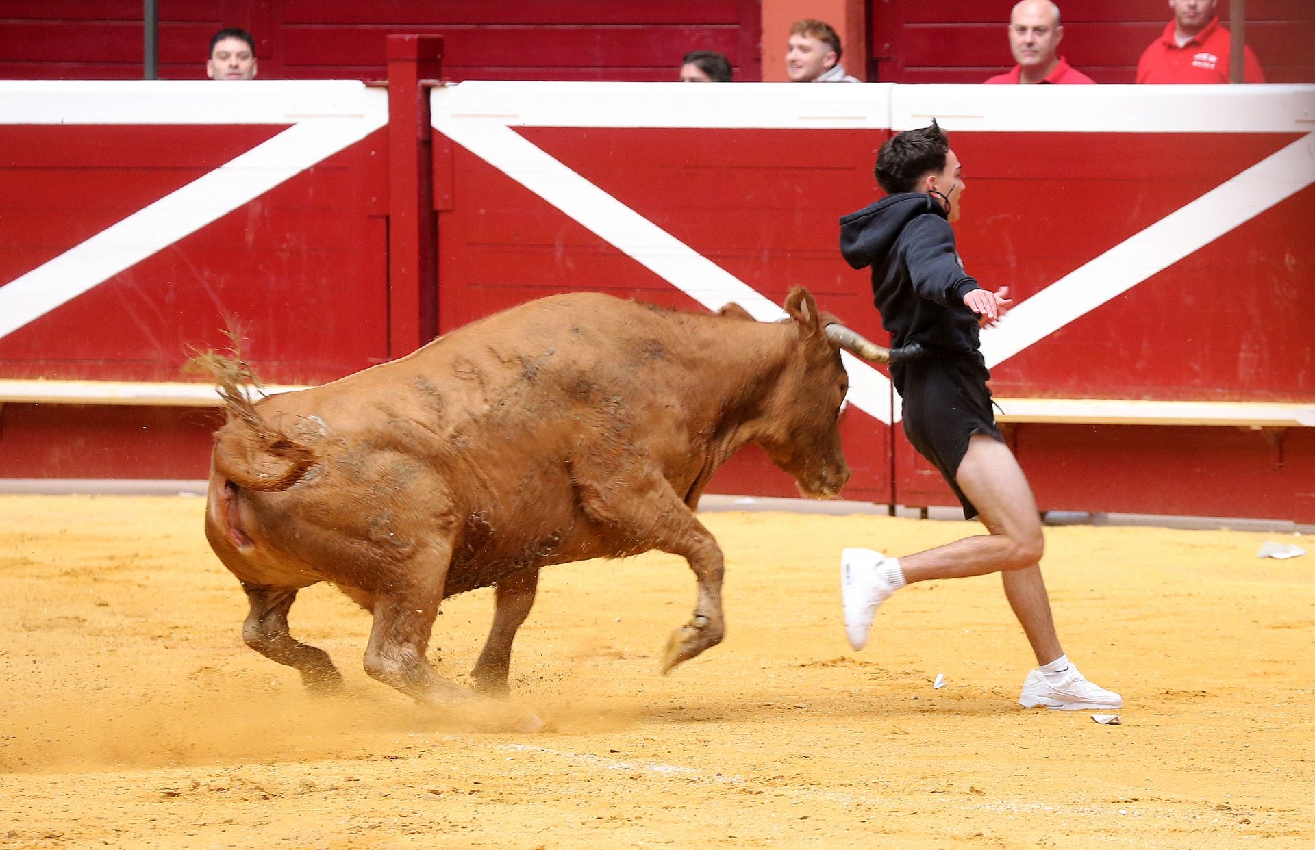 Una mañana de vaquillas en la Ribera