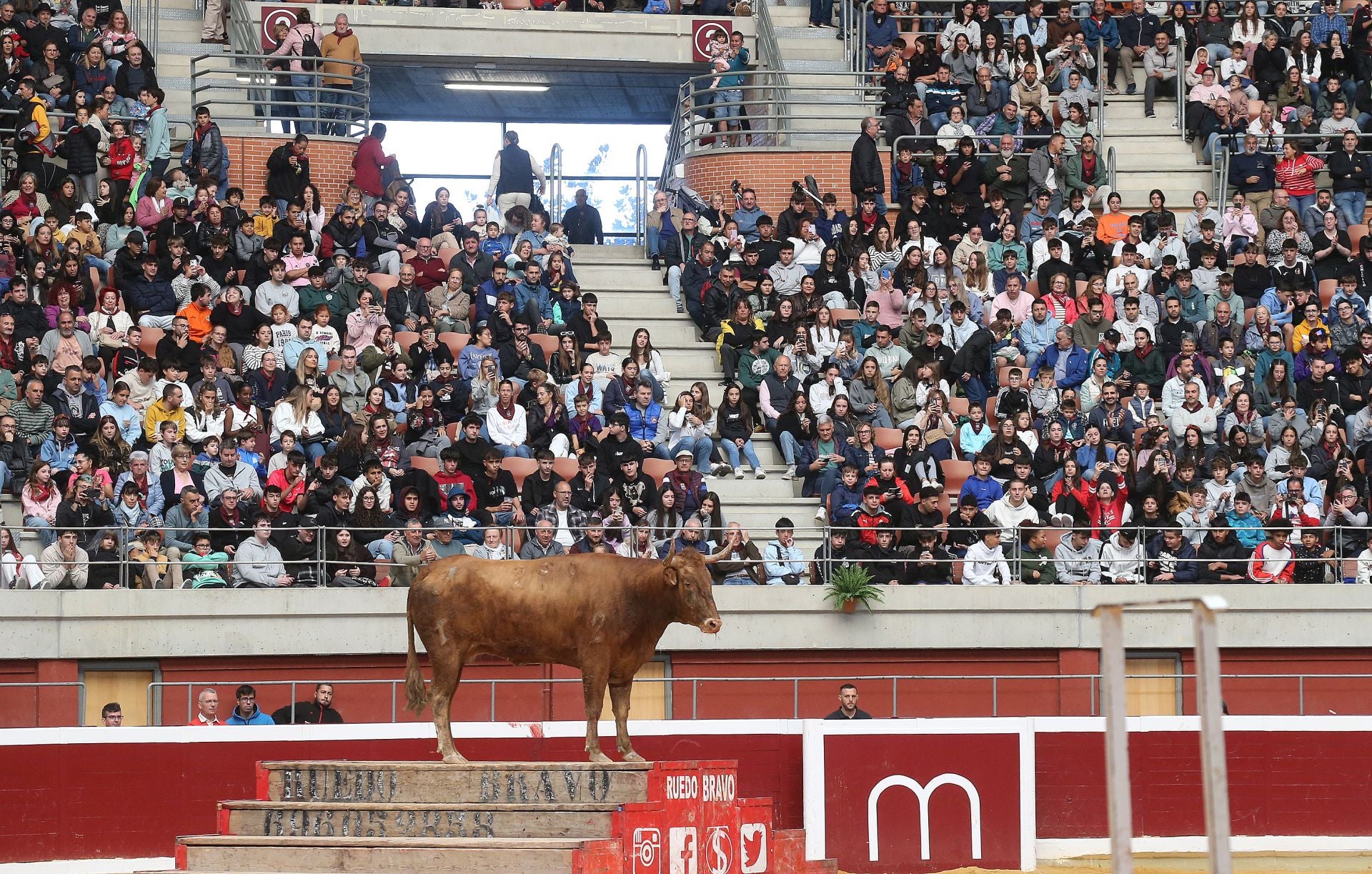 Una mañana de vaquillas en la Ribera