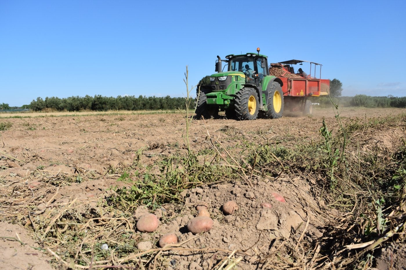 Recolección de patata en una finca de Calahorra de Francisco Gutiérrez con destino a la industria.