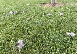 La feria taurina y los precios en el Morrete Fest, en el Teléfono del Lector