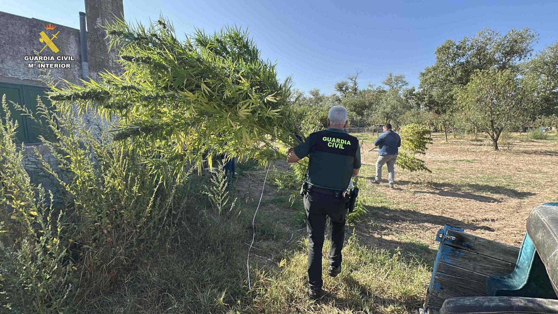 Marihuana lista para San Mateo