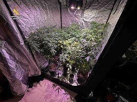 Marihuana lista para San Mateo