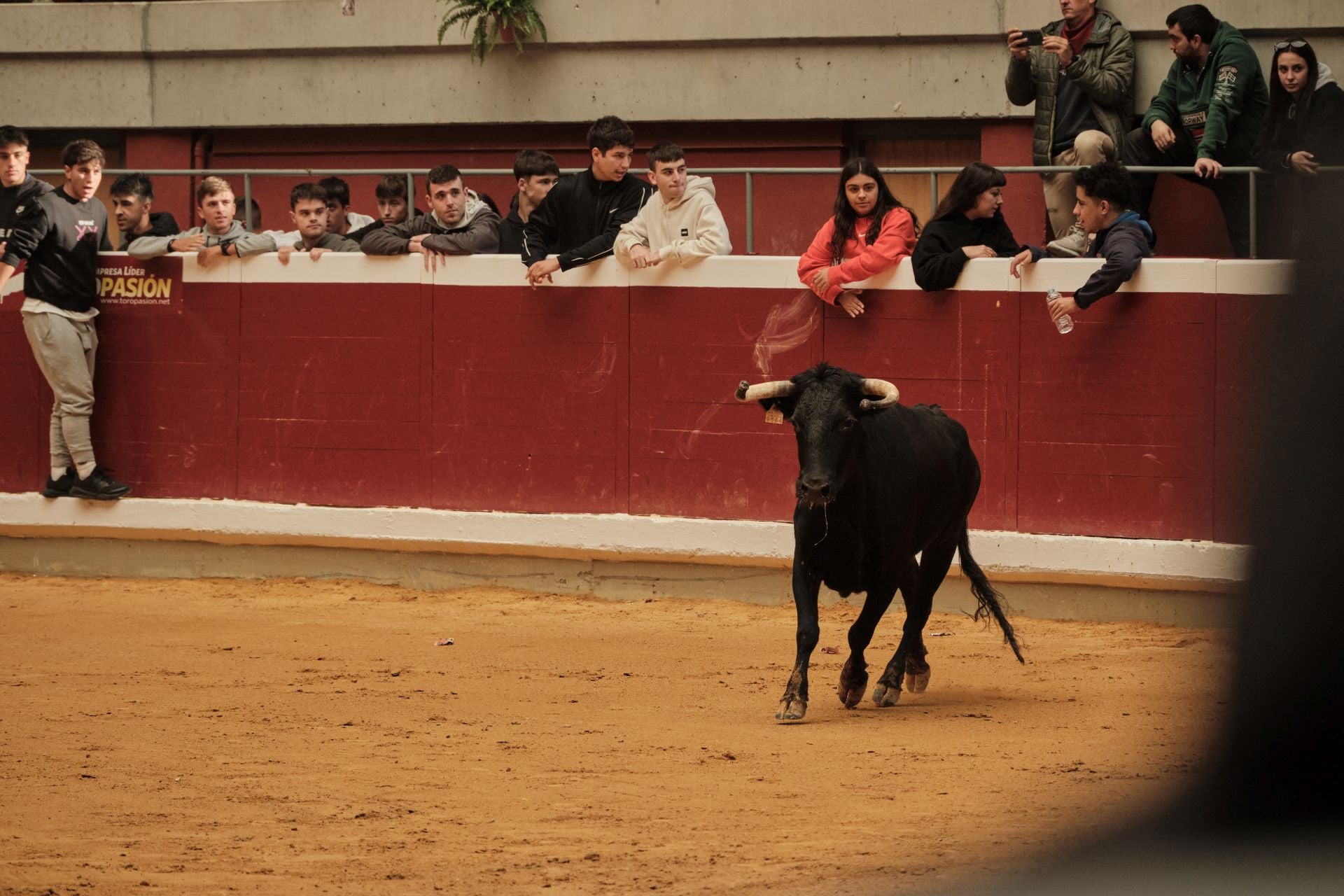 Martes de vaquillas en La Ribera