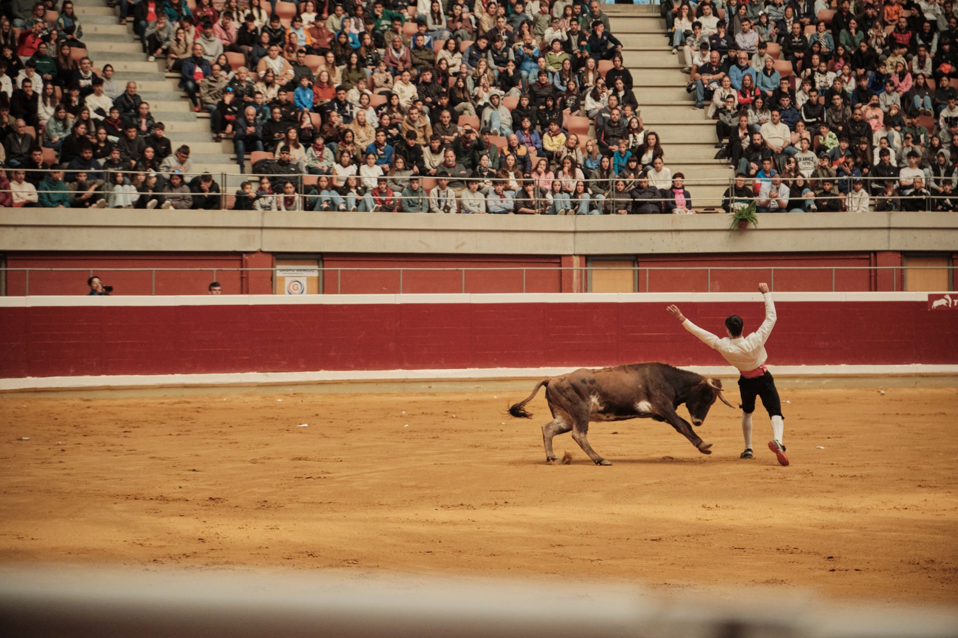 Martes de vaquillas en La Ribera