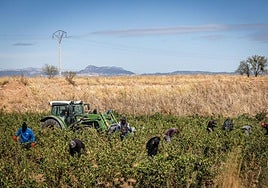 Labores de recogida de la uva en un viñedo de La Rioja Media.