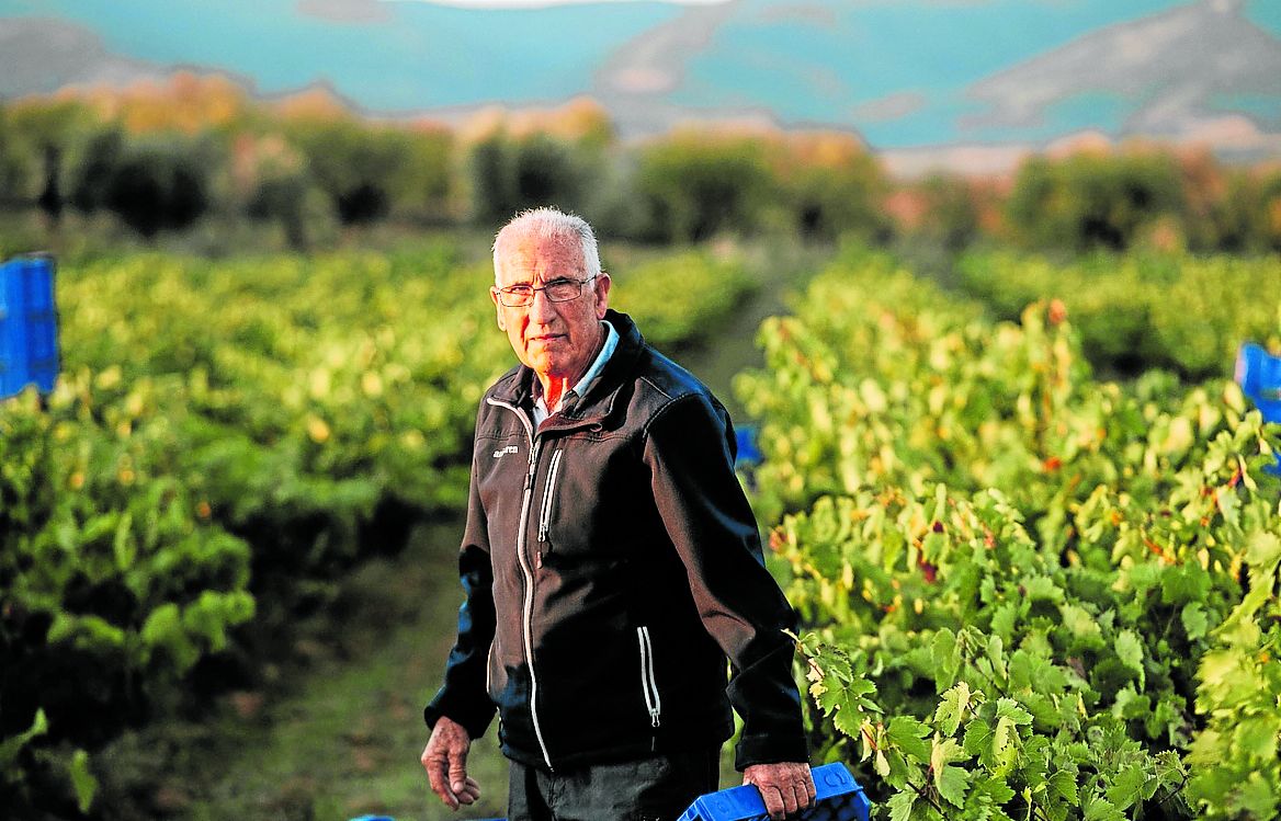 Javier Arizcuren, padre, ayudando en la finca de mazuelo