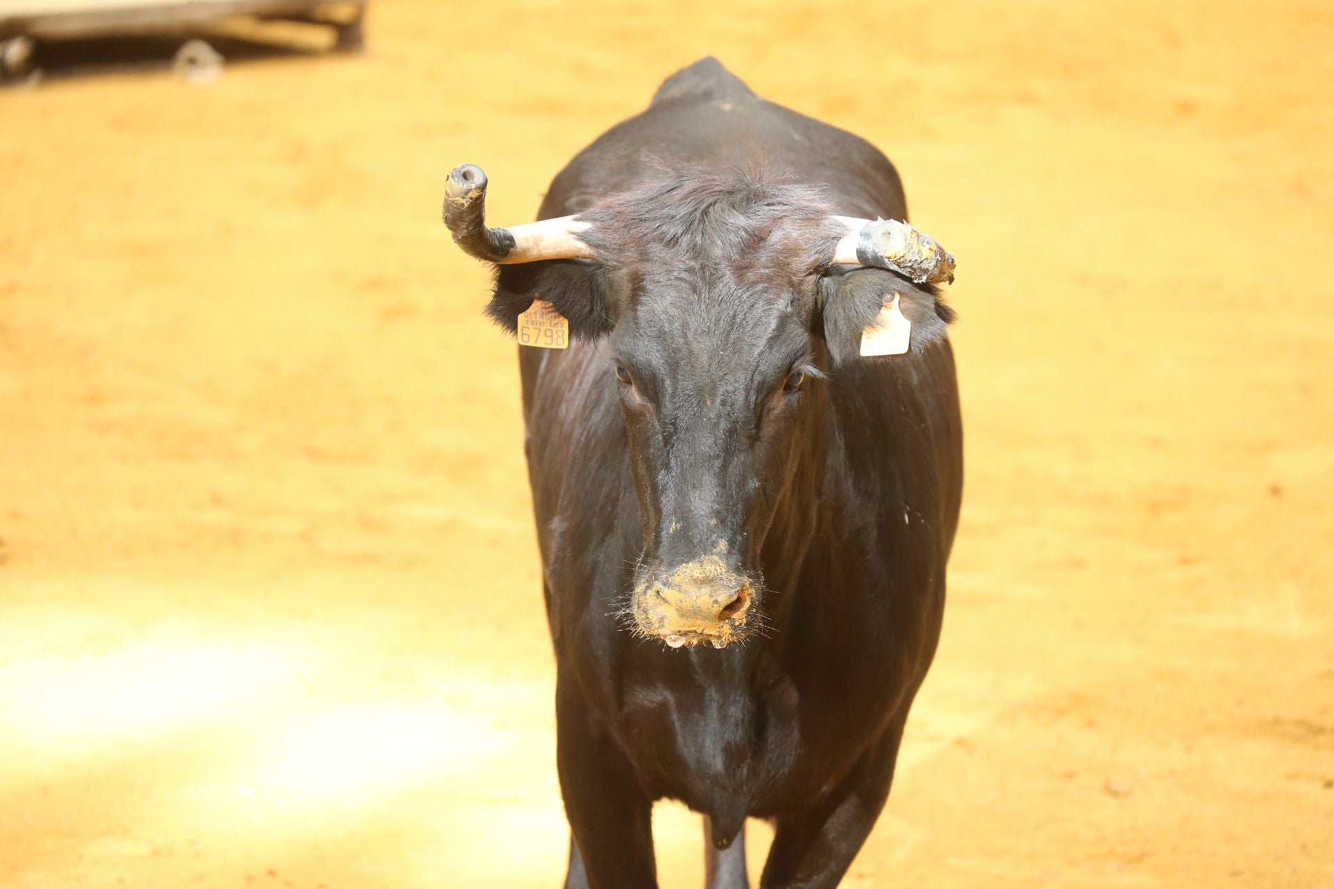 Las vaquillas tampoco defraudan el miércoles