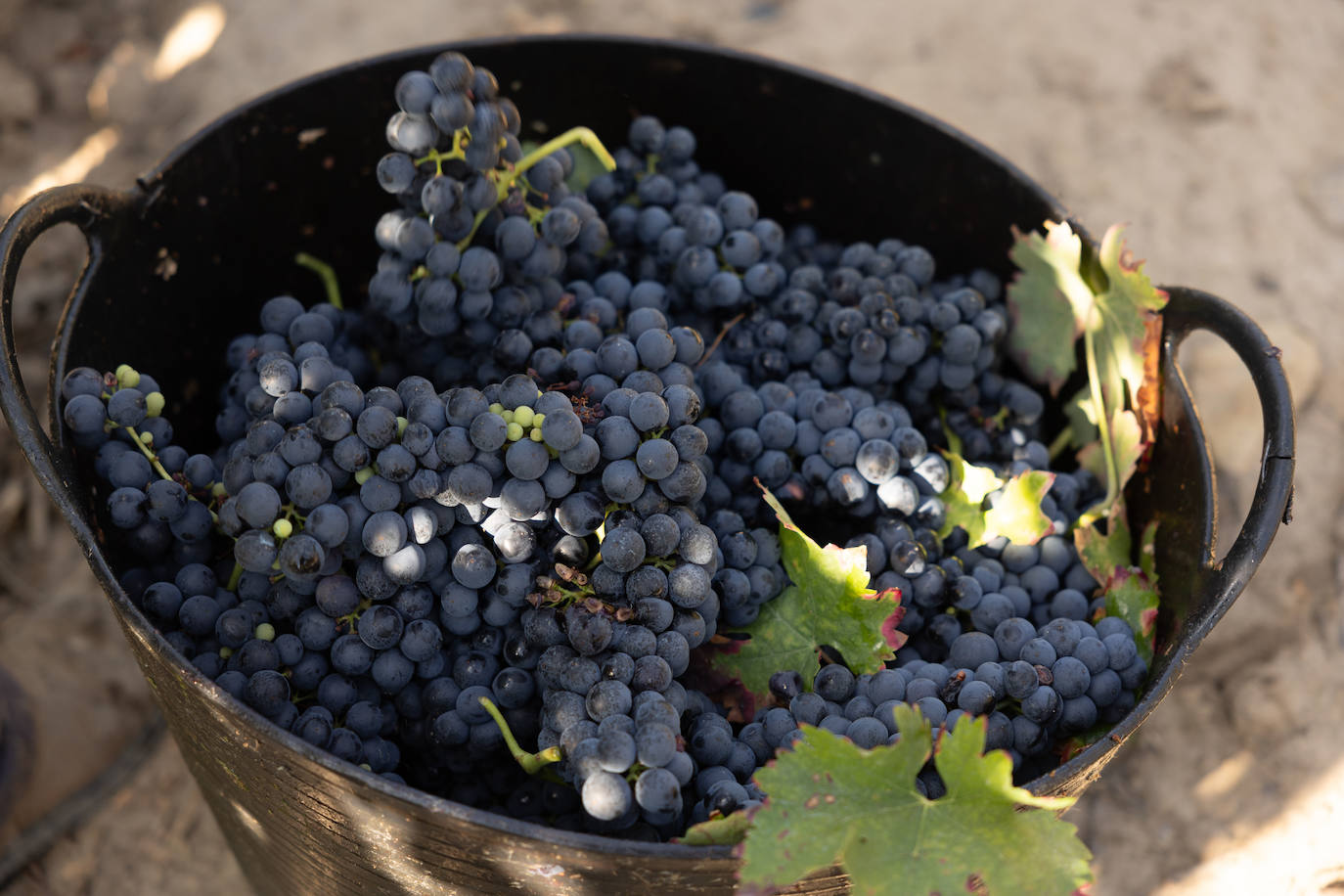 Las imágenes de la vendimia del santuario de La Estrella