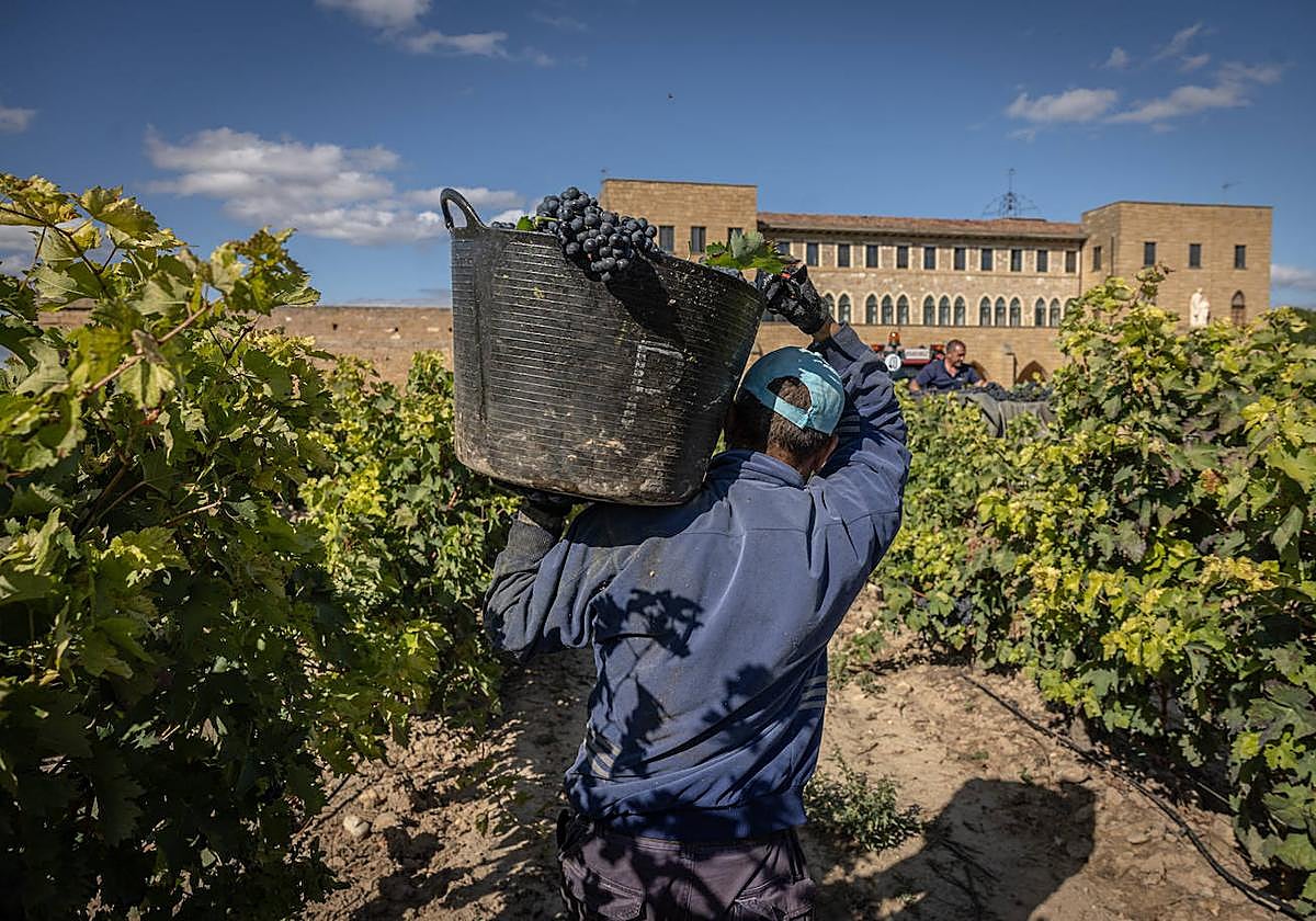 Las imágenes de la vendimia del santuario de La Estrella