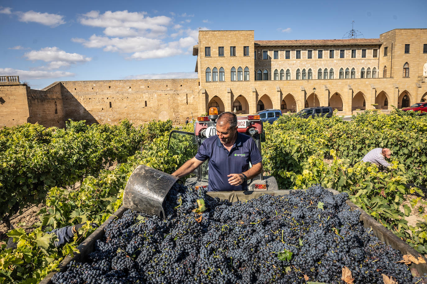 Las imágenes de la vendimia del santuario de La Estrella