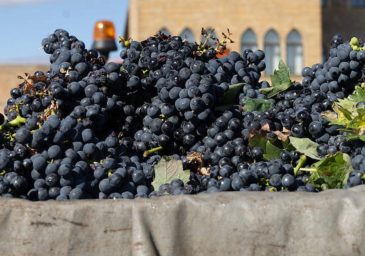 Vendimia en La Rioja.
