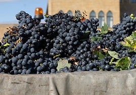 Vendimia en La Rioja.